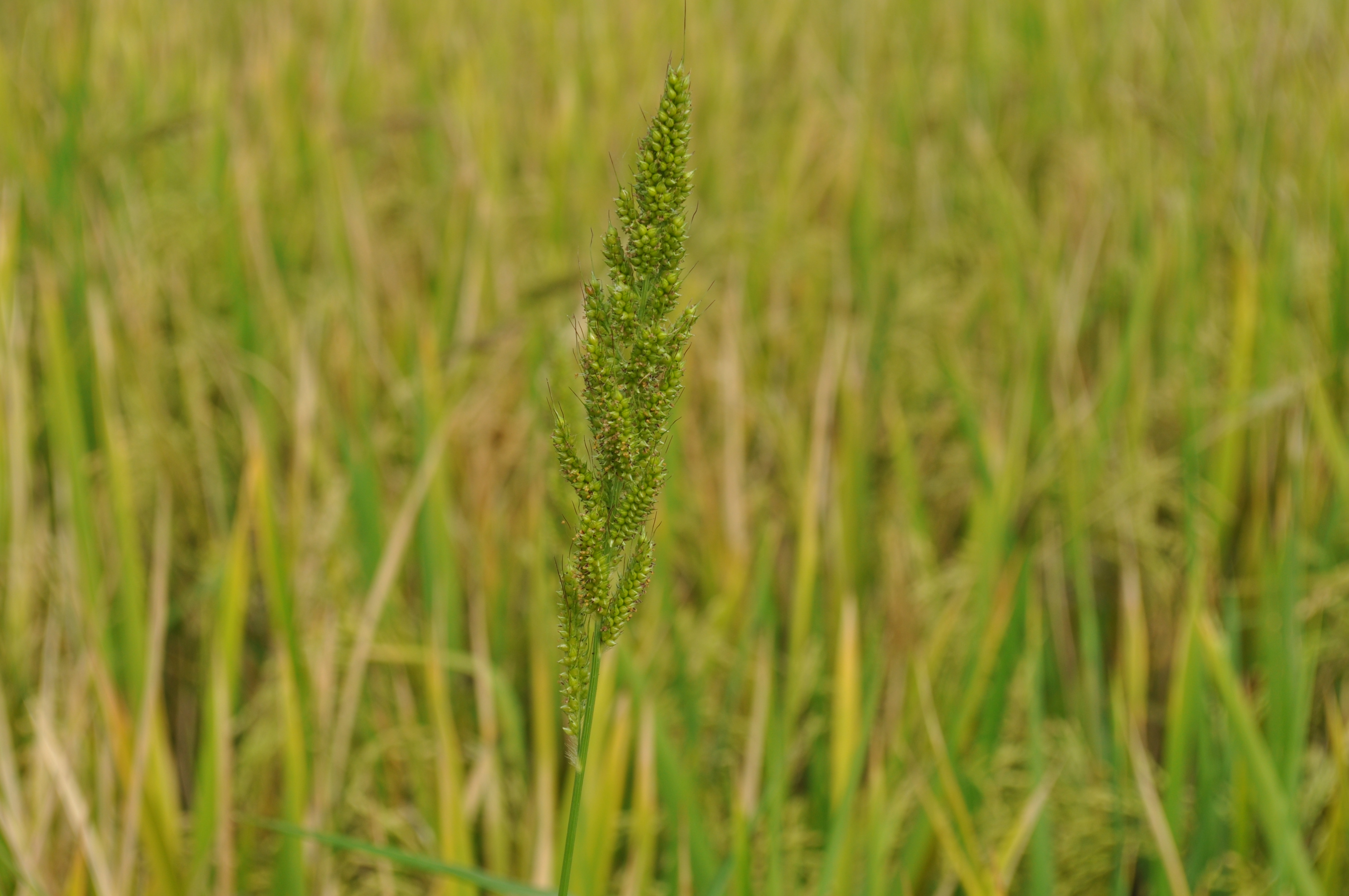 Echinochloa crus-galli